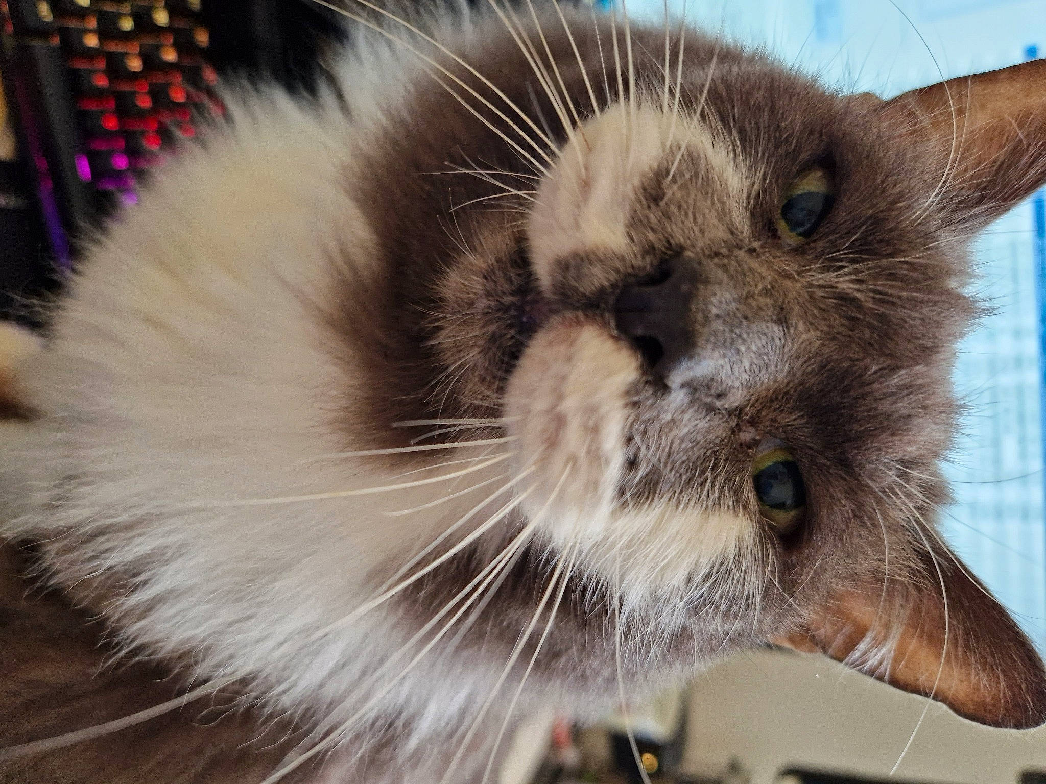 Baloo joined the competition — help win amazing prizes! balinese, birman, british_longhair, carnivore, cat, claw, domestic_short_haired_cat, eye, fang, fawn, felidae, fur, paw, small_to_medium_sized_cats, snout, thai, whiskers