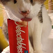 Maah joined the competition — help win amazing prizes! abyssinian, advertisement, animal, baby, beverage, bodypart, book, bottle, can, cat, cosmetics, finger, hand, kitten, manx, person, pet, publication, tin, toothpaste