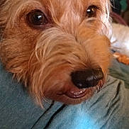 Beebs is registered to the contest to win money with this photo: airedale, animal, ball, bed, blanket, canine, couch, cushion, dog, football, furniture, homedecor, hound, indoors, linen, pet, poodle, puppy, terrier, whitedog