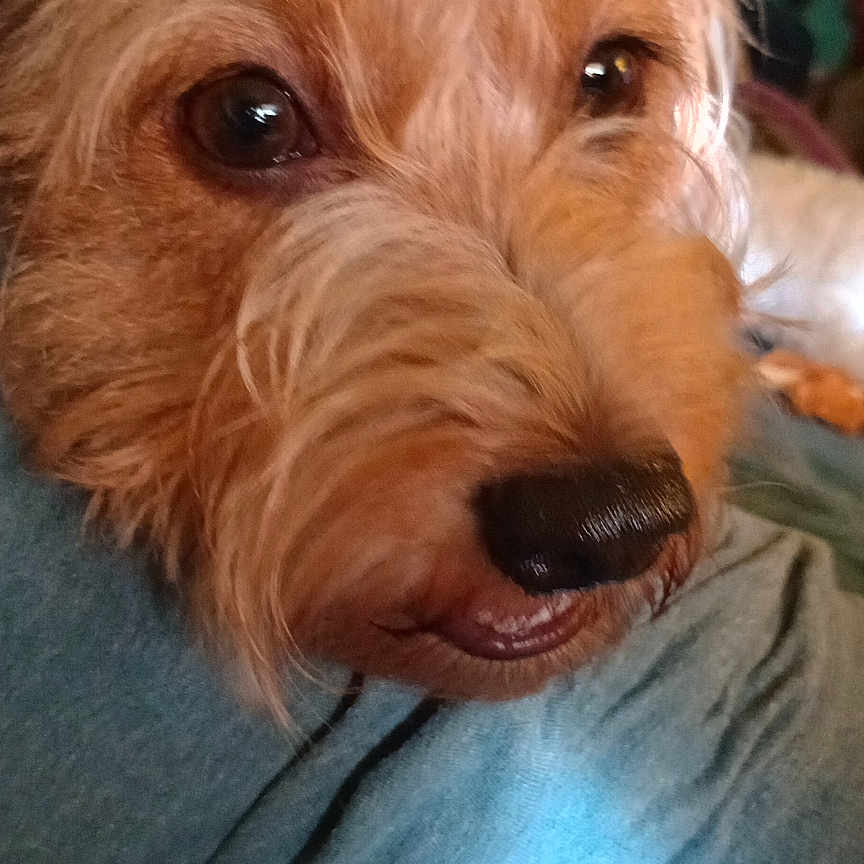Beebs