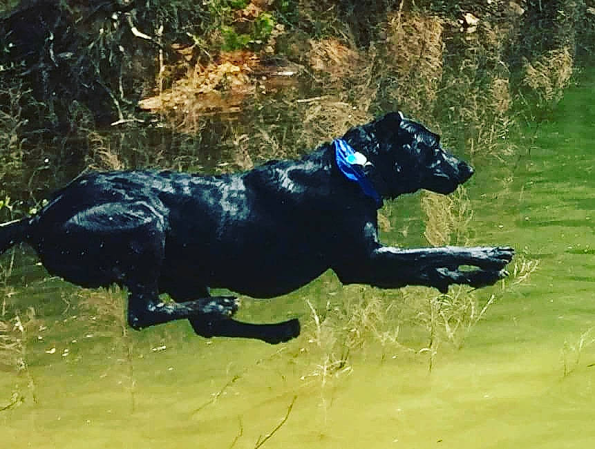 Houser is registered to the contest to win money with this photo: canidae, carnivore, collar, companion_dog, dog, dog_breed, dog_collar, grass, guard_dog, gun_dog, liquid, mammal, pet_supply, plant, sporting_group, tail, terrestrial_animal, vertebrate, water, working_animal