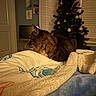 Charlie joined the competition — help win amazing prizes! bed, bedding, blanket, cat, christmas_tree, comforter, cozy, door, fur, home_interior, indoor, low_light, night, ornament, pet, side_profile, tabby_cat, tv, wall_art, window_blinds