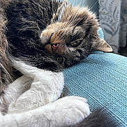 Charlie is registered to the contest to win money with this photo: blue_couch, cat, close_up, couch, cozy, curtain, domestic_cat, fur, furry, indoor, natural_light, paw, pet, relaxed, resting, sleepy, tabby, whiskers, white_paws, window