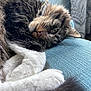 blue_couch, cat, close_up, couch, cozy, curtain, domestic_cat, fur, furry, indoor, natural_light, paw, pet, relaxed, resting, sleepy, tabby, whiskers, white_paws, window