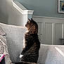 Charlie joined the competition — help win amazing prizes! cat, tabby, sitting, couch, indoor, furniture, pillow, book, tablet, gray, cozy, pet, animal, fur, side_view, quiet, home, living_room, curious, relaxed
