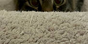 Charlie joined the competition — help win amazing prizes! cat, carpet, curious, peeking, indoor, feline, eyes, blurred_background, close_up, soft_texture, animal, pet, tabby, whiskers, ears, focus, playful, home, floor, cute