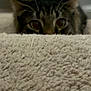 cat, carpet, curious, peeking, indoor, feline, eyes, blurred_background, close_up, soft_texture, animal, pet, tabby, whiskers, ears, focus, playful, home, floor, cute