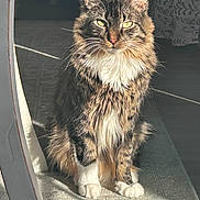 Charlie joined the competition — help win amazing prizes! cat, chest_ruff, curtain, eyes, feline, fur_texture, indoor, long_haired, paws, pet, portrait, rug, shadow, sitting, stare, sunlight, tabby_cat, whiskers, white_paws, window_light