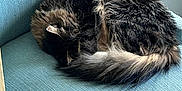 Charlie joined the competition — help win amazing prizes! animal, blue_chair, cat, chair, cozy, curled_up, cute, domestic_cat, fluffy, fur, home, indoor, peaceful, pet, quiet, relaxing, resting, sleeping, soft_light, texture