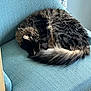 Charlie joined the competition — help win amazing prizes! cat, sleeping, curled_up, fluffy, chair, blue_chair, indoor, cozy, fur, pet, resting, animal, domestic_cat, quiet, peaceful, texture, soft_light, home, relaxing, cute