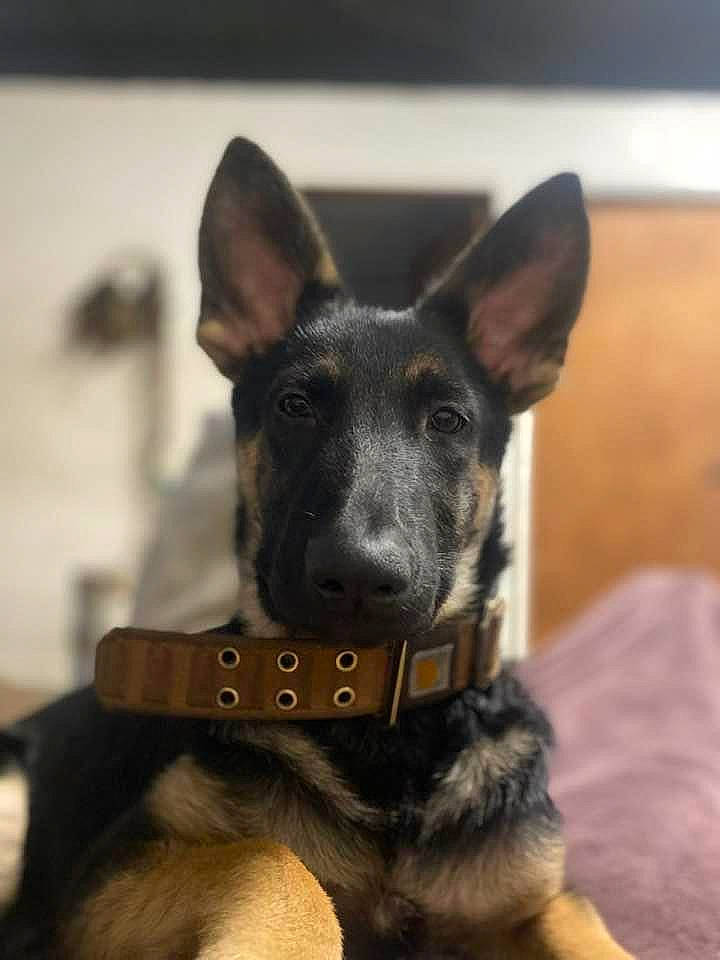 Mishka is registered to the contest to win money with this photo: canidae, carnivore, collar, companion_dog, dog, dog_breed, dog_collar, ear, fawn, fur, guard_dog, non_sporting_group, pet_supply, snout, sporting_group, terrestrial_animal, toy_dog, whiskers, working_animal, working_dog