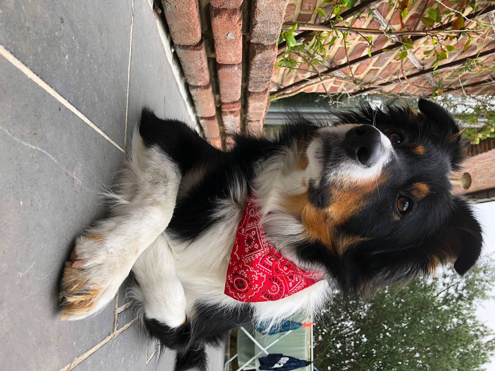 Bailey participe au concours pour gagner de l'argent avec cette photo : canidae, carmine, carnivore, collar, companion_dog, dog, dog_breed, dog_collar, dog_supply, fur, herding_dog, paw, pet_supply, plant, snout, sporting_group, tail, tree, whiskers, working_animal