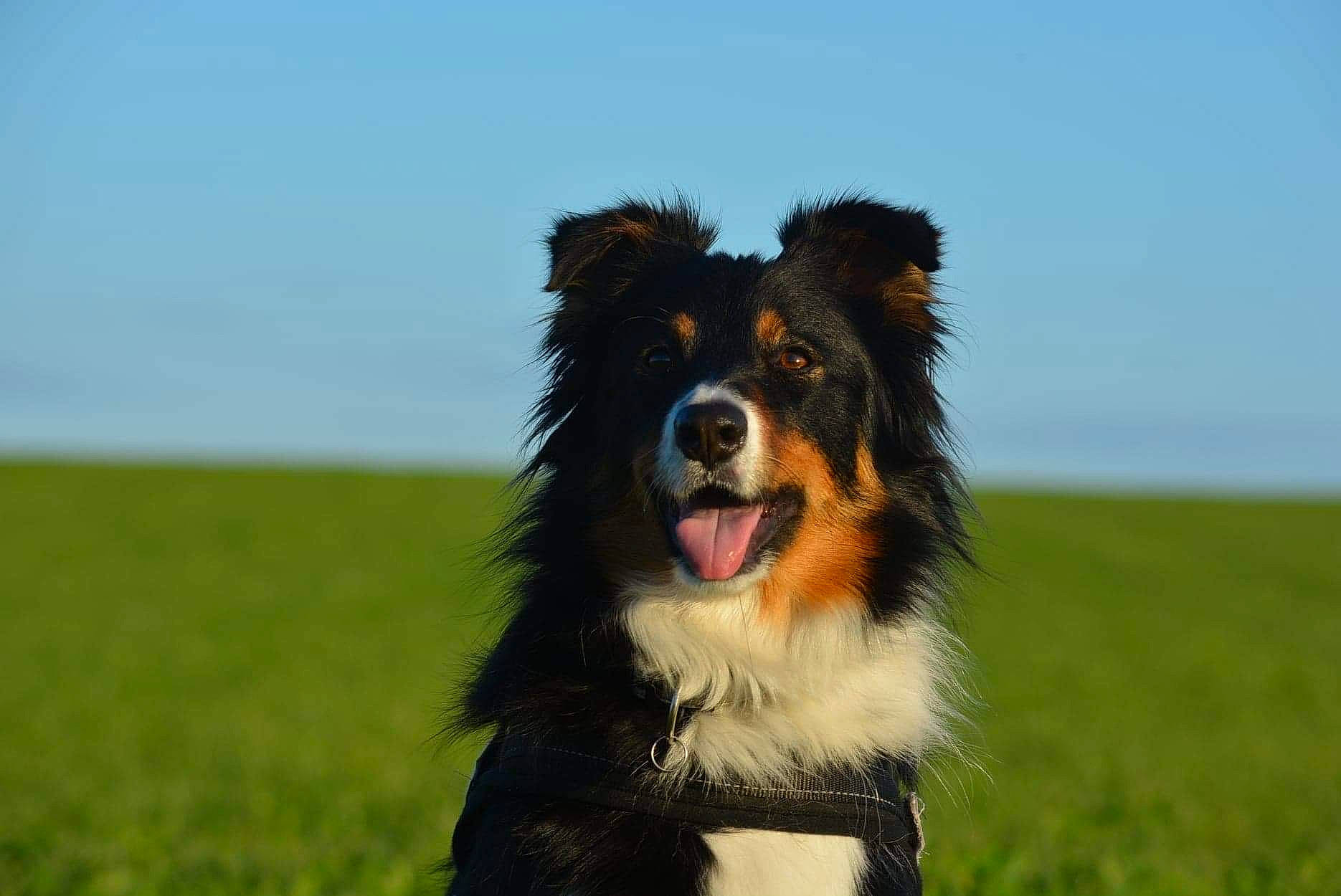 Bailey participe au concours pour gagner de l'argent avec cette photo : australian_collie, australian_shepherd, border_collie, canidae, carnivore, collie, companion_dog, dog, dog_breed, grass, grassland, herding_dog, sky, sporting_group, sports, working_dog