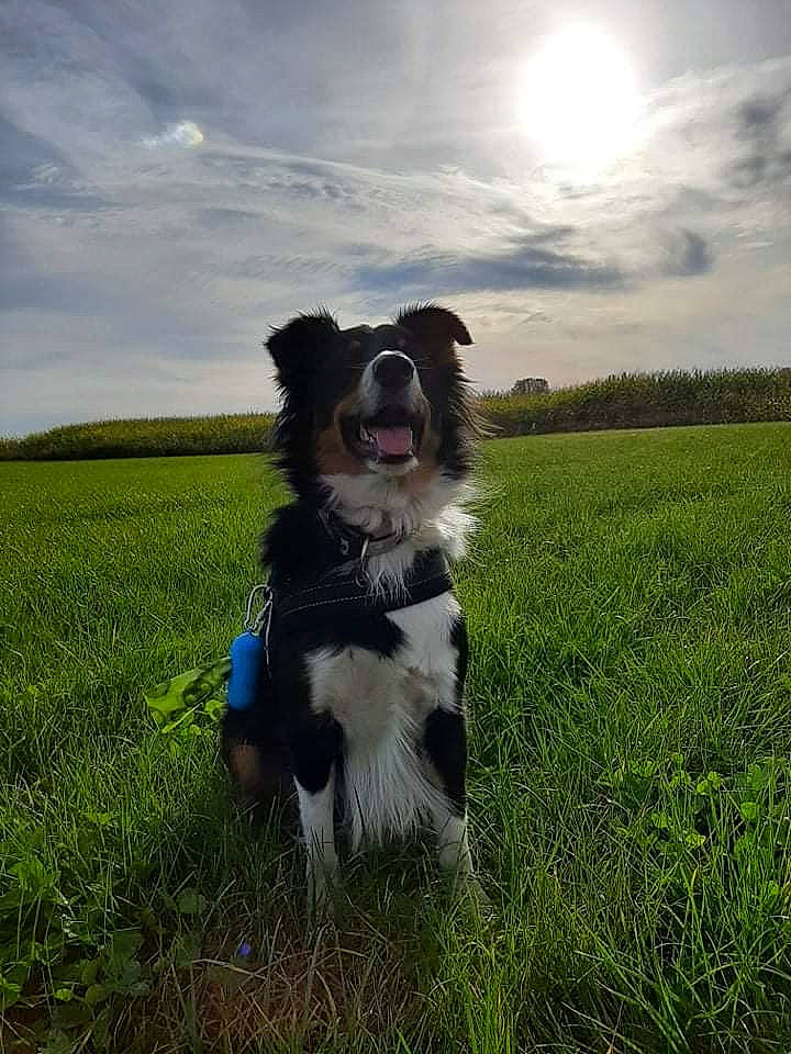 Bailey a rejoint le concours — aidez-le/la à gagner de superbes lots ! border_collie, carnivore, cloud, collar, companion_dog, dog, dog_breed, dog_collar, grass, grassland, happy, herding_dog, landscape, pasture, plant, sky, snout, sporting_group, sunlight, tree