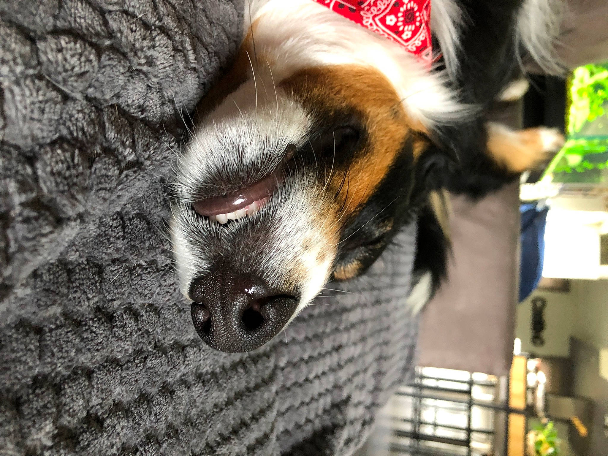 Bailey participe au concours pour gagner de l'argent avec cette photo : canidae, cap, carnivore, claw, companion_dog, dog, dog_breed, event, fawn, felidae, fur, fur_clothing, paw, puppy, snout, sporting_group, toy_dog, whiskers, wood