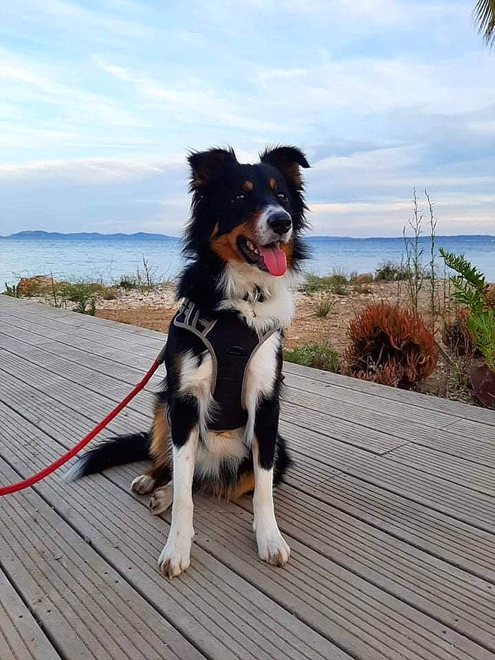 Bailey a rejoint le concours — aidez-le/la à gagner de superbes lots ! canidae, carnivore, cloud, collar, companion_dog, dog, dog_breed, dog_collar, herding_dog, lake, leash, leisure, ocean, plant, recreation, sky, sporting_group, water, wood, working_dog