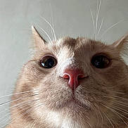 Peanut joined the competition — help win amazing prizes! cat, close_up, whiskers, pink_nose, fur, ears, curious, pet, animal, mammal, face, indoor, cute, portrait, feline, soft_light, looking_up, nose, eyes