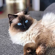 Olia participe au concours pour gagner de l'argent avec cette photo : cat, blue_eyes, fluffy_fur, lounging, couch, indoor, relaxed, brown_fur, cream_fur, pet, animal, feline, close_up, domestic_cat, soft_texture, whiskers, portrait, furry, home, comfortable