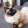 cat, blue_eyes, fluffy_fur, lounging, couch, indoor, relaxed, brown_fur, cream_fur, pet, animal, feline, close_up, domestic_cat, soft_texture, whiskers, portrait, furry, home, comfortable