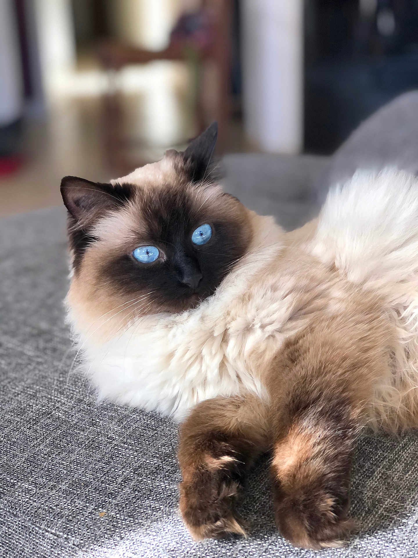 Olia