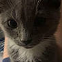 Big Mac joined the competition — help win amazing prizes! blurry, cat, close_up, cute, domestic_animal, eyes, feline, fur, gray_cat, indoor, kitten, muzzle, nose, paws, pet, portrait, soft_lighting, whiskers, white_chest, young_animal