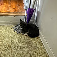 Big Mac joined the competition — help win amazing prizes! baseboard, cat, cleaning_tool, corner, curled_up, doorway, floor_pattern, food_bowl, gray_cat, hardwood_floor, indoor, linoleum_floor, mop, mop_handle, paw, pet_dish, purple_mop, rag, resting, wall