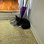 baseboard, cat, cleaning_tool, corner, curled_up, doorway, floor_pattern, food_bowl, gray_cat, hardwood_floor, indoor, linoleum_floor, mop, mop_handle, paw, pet_dish, purple_mop, rag, resting, wall