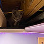 Big Mac joined the competition — help win amazing prizes! animal, attic, cardboard_box, cat, ceiling, cozy, curiosity, dark_space, electrical_cable, hiding, indoor, kitten, led_strip, peekaboo, pet, purple_leds, shelf, whiskers, wide_eyes, wood_beam