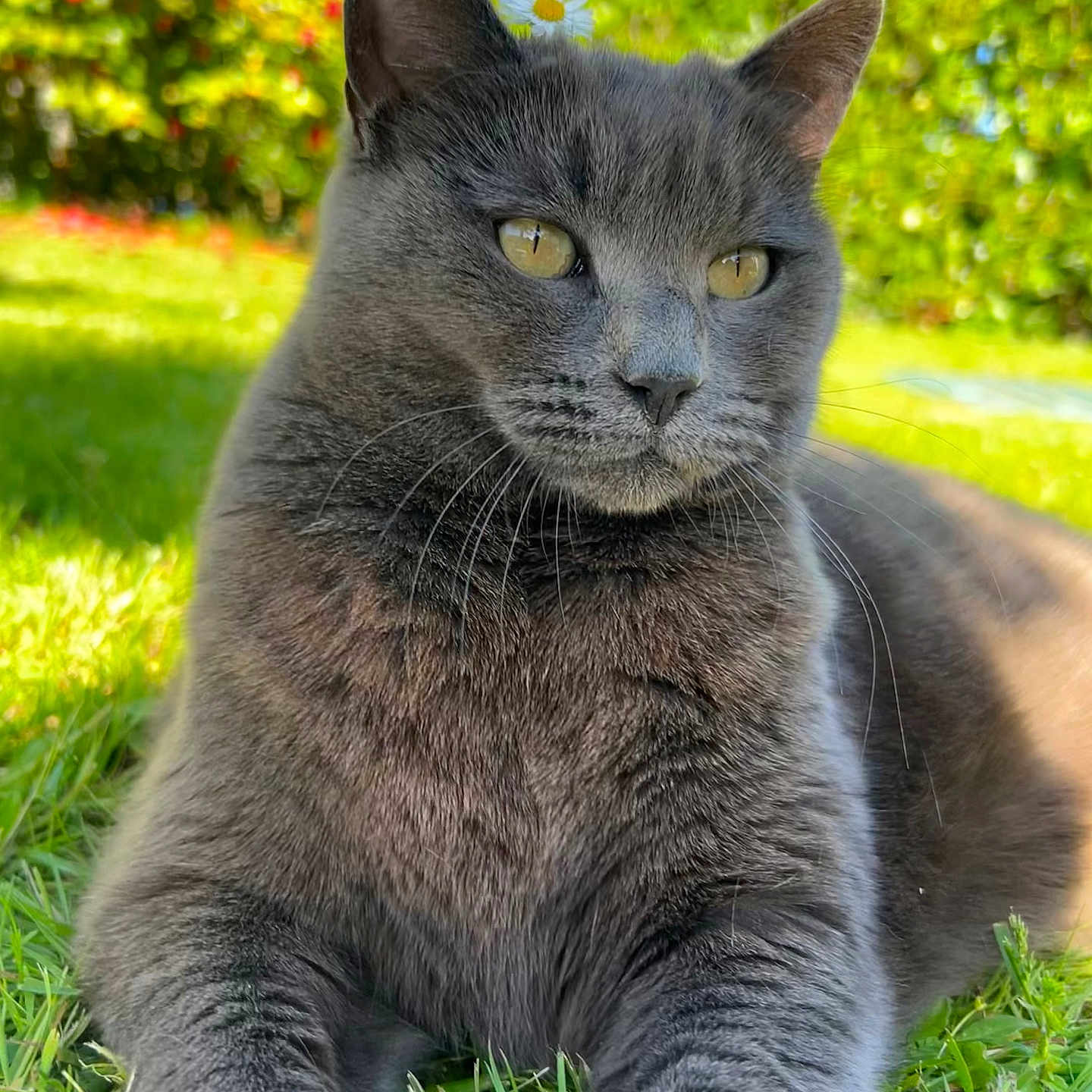 Noisette a rejoint le concours — aidez-le/la à gagner de superbes lots ! abyssinian, angora, animal, backyard, blackcat, cat, egyptiancat, field, grass, grassland, kitten, lawn, manx, nature, outdoors, park, pet, plant, vegetation, yard