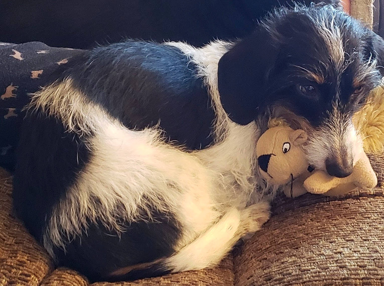 Phoebe joined the competition — help win amazing prizes! canidae, carnivore, companion_dog, dog, dog_breed, fox_terrier, love, mammal, nose, petit_basset_griffon_vendeen, puppy, puppy_love, rare_breed_dog, snout, sporting_group, vertebrate
