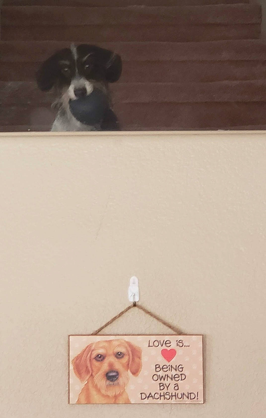 Phoebe joined the competition — help win amazing prizes! brittany, canidae, carnivore, companion_dog, dog, dog_breed, english_springer_spaniel, mammal, puppy, spaniel, sporting_group