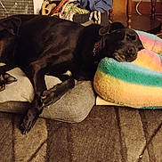 Zeus is registered to the contest to win money with this photo: dog, black_dog, sleeping, cushion, pillow, indoor, carpet, relaxing, pet, resting, furniture, collar, cozy, canine, floor, home, animal, domestic, comfort, laying_down