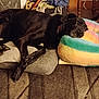 dog, black_dog, sleeping, cushion, pillow, indoor, carpet, relaxing, pet, resting, furniture, collar, cozy, canine, floor, home, animal, domestic, comfort, laying_down