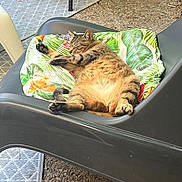 Muffine a rejoint le concours — aidez-le/la à gagner de superbes lots ! cat, tabby, sleeping, relaxing, outdoor, lounge_chair, cushion, tropical_print, animal, pet, feline, napping, fur, whiskers, paws, resting, summer, garden, nature, comfort