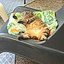 cat, tabby, sleeping, relaxing, outdoor, lounge_chair, cushion, tropical_print, animal, pet, feline, napping, fur, whiskers, paws, resting, summer, garden, nature, comfort