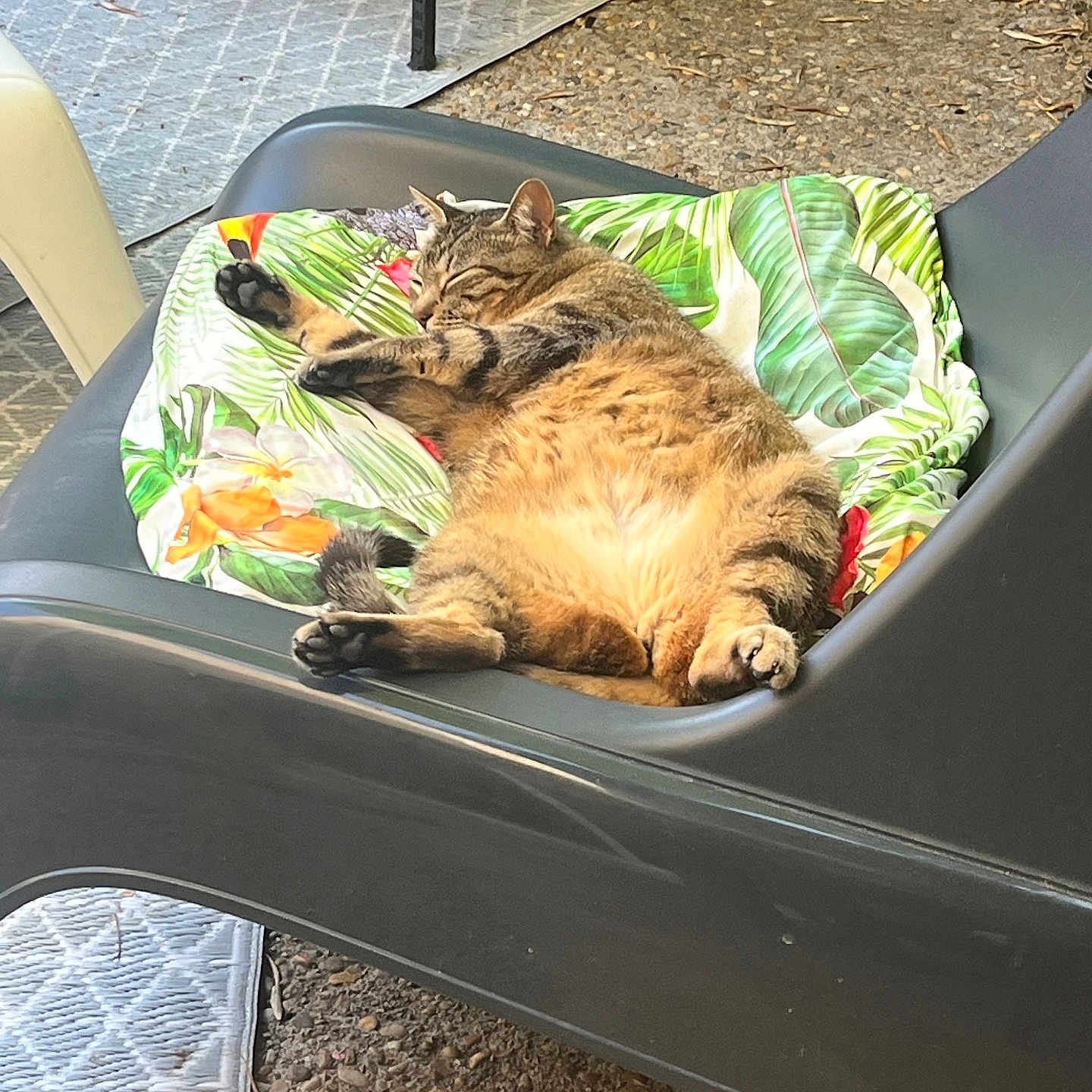 Muffine a rejoint le concours — aidez-le/la à gagner de superbes lots ! animal, cat, comfort, cushion, feline, fur, garden, lounge_chair, napping, nature, outdoor, paws, pet, relaxing, resting, sleeping, summer, tabby, tropical_print, whiskers