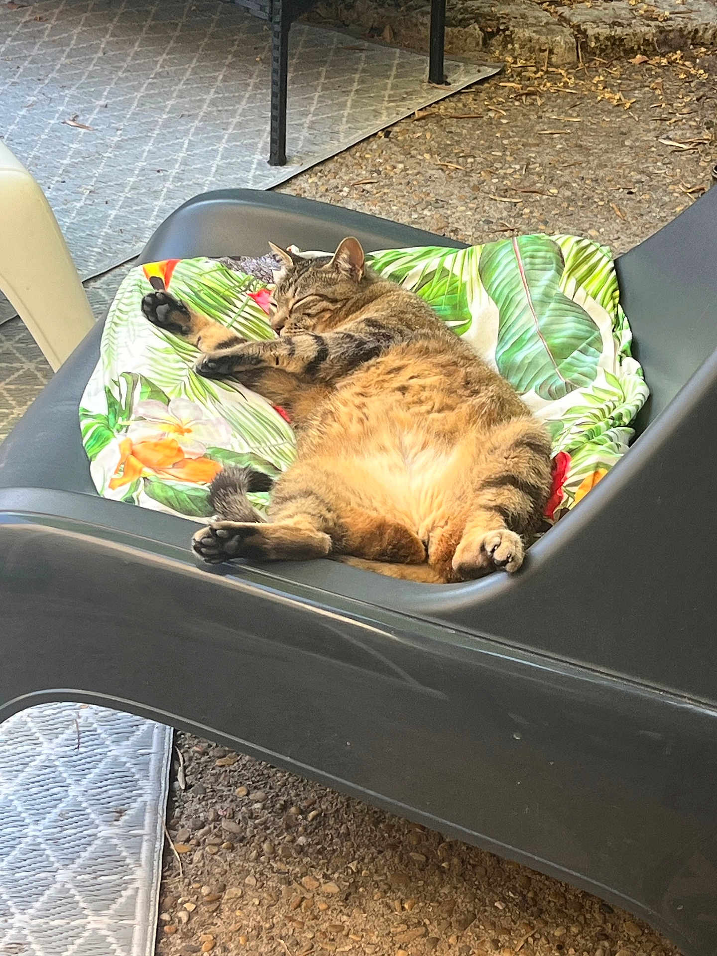 Muffine a rejoint le concours — aidez-le/la à gagner de superbes lots ! cat, tabby, sleeping, relaxing, outdoor, lounge_chair, cushion, tropical_print, animal, pet, feline, napping, fur, whiskers, paws, resting, summer, garden, nature, comfort