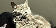 Kiki participe au concours pour gagner de l'argent avec cette photo : cat, grey_cat, sunlight, relaxing, feline, pet, indoor, cozy, texture, fabric, closeup, whiskers, paw, resting, sleeping, calm, peaceful, soft_light, animal, domestic_cat