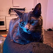 Kiki participe au concours pour gagner de l'argent avec cette photo : cat, close_up, indoor, pet, feline, resting, texture, fabric, ears, whiskers, eyes, kitchen, appliance, blurred_background, soft_lighting, animal, mammal, domestic, cozy, portrait
