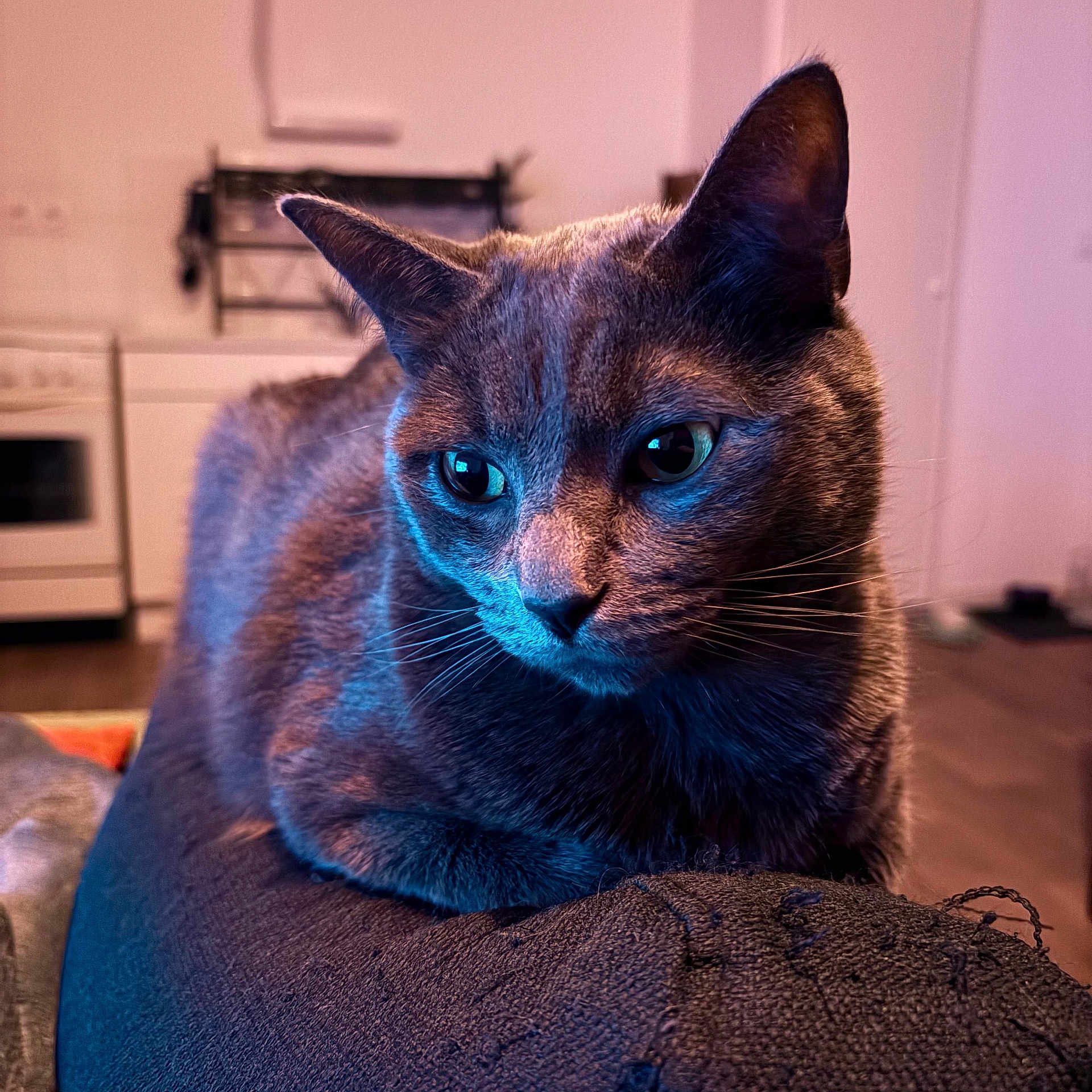 Kiki participe au concours pour gagner de l'argent avec cette photo : cat, close_up, indoor, pet, feline, resting, texture, fabric, ears, whiskers, eyes, kitchen, appliance, blurred_background, soft_lighting, animal, mammal, domestic, cozy, portrait