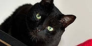 Saké participe au concours pour gagner de l'argent avec cette photo : black_cat, cat, pet, animal, green_eyes, fur, whiskers, curious, wooden_surface, red_blanket, indoor, closeup, portrait, cute, feline, domestic_cat, looking_up, soft_light, cozy, background_blur