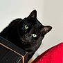 black_cat, cat, pet, animal, green_eyes, fur, whiskers, curious, wooden_surface, red_blanket, indoor, closeup, portrait, cute, feline, domestic_cat, looking_up, soft_light, cozy, background_blur