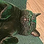 cat, black_cat, sleeping, lying_down, pet, indoor, floor, wooden_floor, fur, whiskers, closeup, relaxed, animal, cute, paw, ear, mouth, teeth, green_fabric, cozy