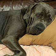 Lumi joined the competition — help win amazing prizes! dog, large_dog, couch, pillow, blanket, indoors, pet, resting, canine, fur, brown, comfort, relaxation, home, animal, looking, face, ears, paw, leather_couch