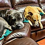 Lumi is registered to the contest to win money with this photo: dog, couch, leather, brown, indoor, pet, sleeping, resting, relaxed, canine, animal, two_dogs, blanket, fur, collar, house, comfort, living_room, floor, domestic