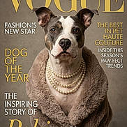 Nova Jean joined the competition — help win amazing prizes! black_and_white, brown_fur, centered, collar, dog, fashion, front_view, glamour, humorous, magazine, magazine_cover, pearl_necklace, pet, portrait, short_hair, sitting, studio, stylish, typography, white_fur