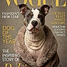black_and_white, brown_fur, centered, collar, dog, fashion, front_view, glamour, humorous, magazine, magazine_cover, pearl_necklace, pet, portrait, short_hair, sitting, studio, stylish, typography, white_fur