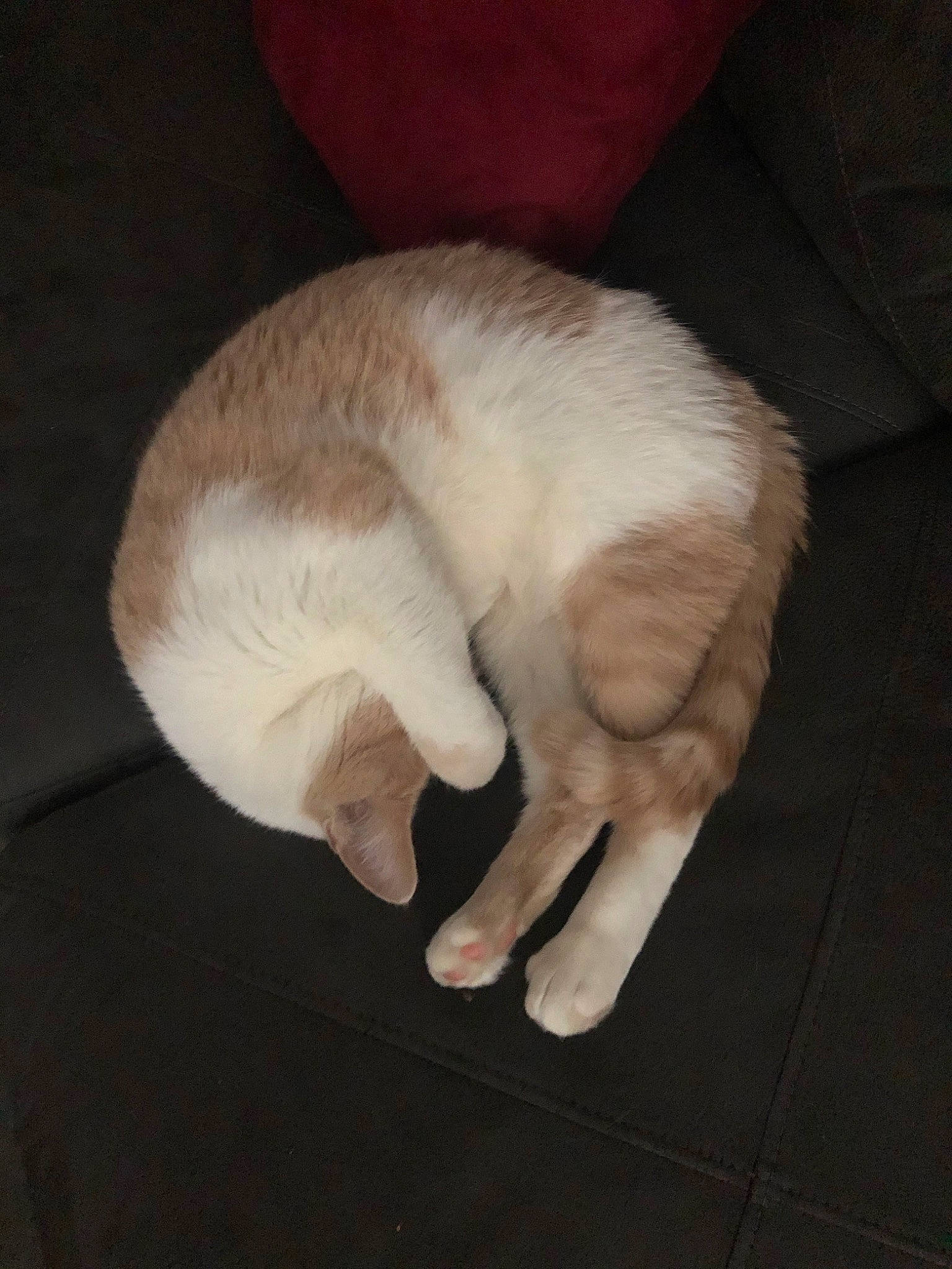 Malcom is registered to the contest to win money with this photo: carnivore, cat, claw, fawn, felidae, fur, hand, paw, small_to_medium_sized_cats, tail