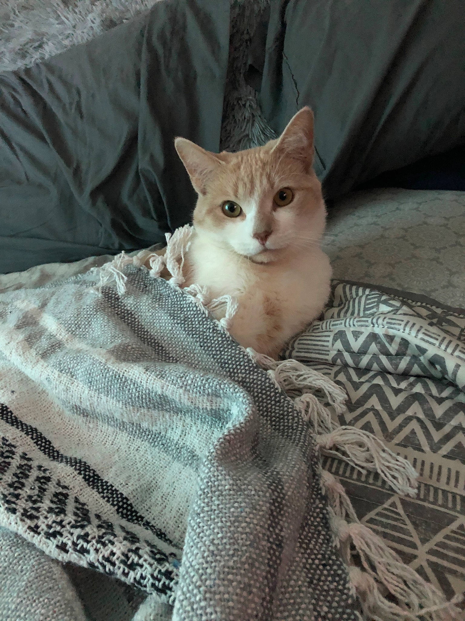 Malcom is registered to the contest to win money with this photo: aegean_cat, asian, blanket, burmilla, carnivore, cat, chausie, domestic_short_haired_cat, european_shorthair, fawn, felidae, fur, german_rex, kitten, linens, ojos_azules, singapura, small_to_medium_sized_cats, tabby_cat, whiskers