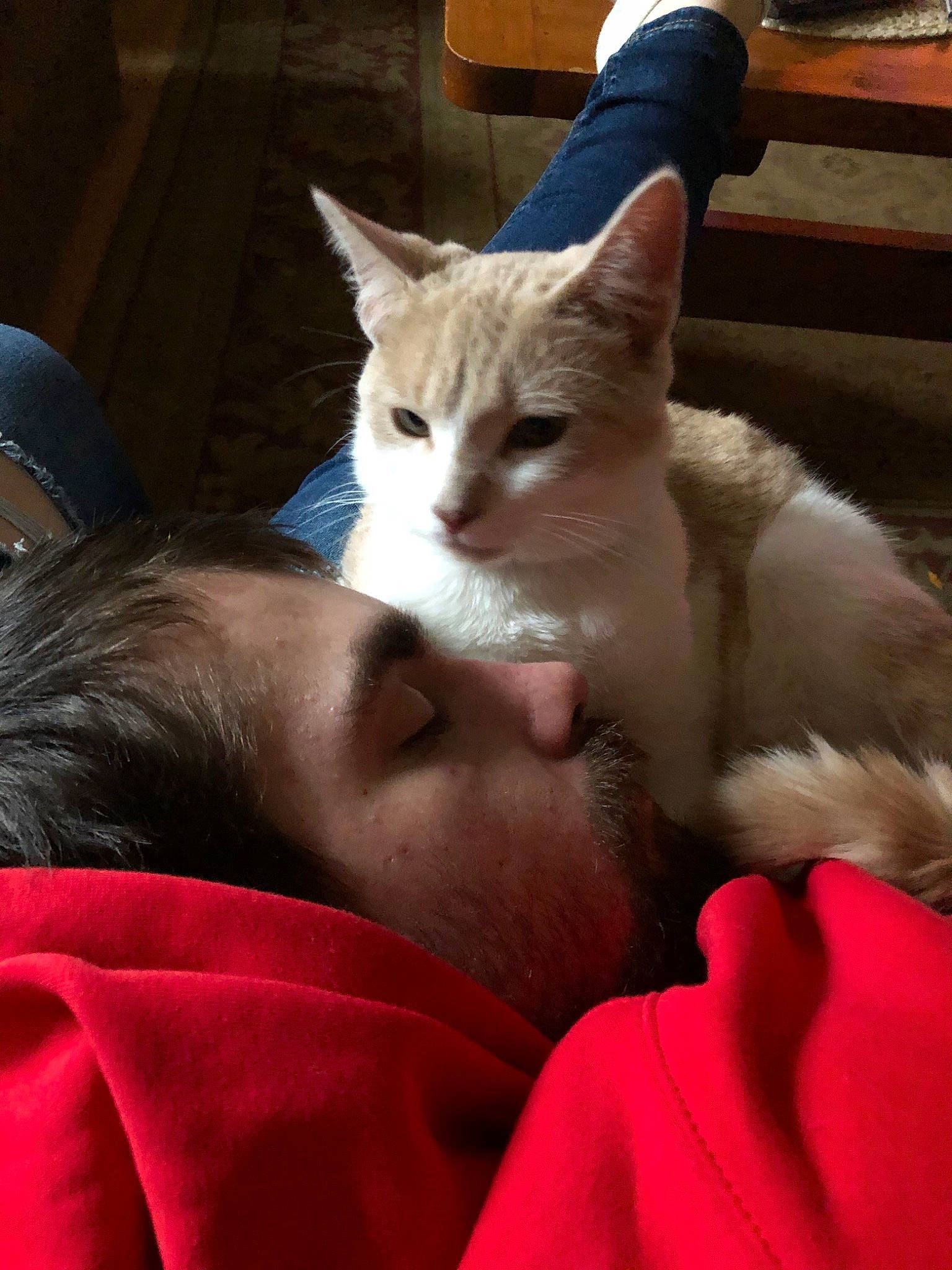 Malcom joined the competition — help win amazing prizes! aegean_cat, asian, burmilla, carnivore, cat, domestic_short_haired_cat, felidae, fur, german_rex, javanese, kitten, mammal, ojos_azules, oriental_longhair, polydactyl_cat, small_to_medium_sized_cats, snout, whiskers